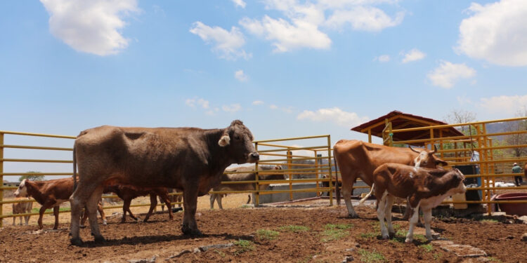 Avanza la capacitación en el Estado de México para combatir la tuberculosis bovina