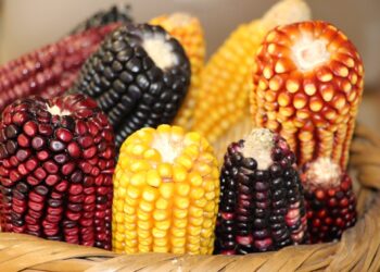 Impulsa EdoMéx cultivos de maíz nativo y amaranto: compiten 171 personas productoras en el Concurso Agroecológico