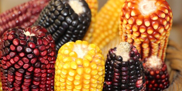 Impulsa EdoMéx cultivos de maíz nativo y amaranto: compiten 171 personas productoras en el Concurso Agroecológico