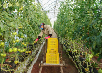 La importancia histórica de la mano de obra migrante mexicana en la agricultura de Estados Unidos