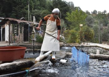 Declara AGRICULTURA territorio mexicano libre de dos enfermedades que afectan a la trucha de cultivo
