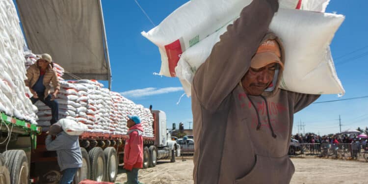 El Programa de Fertilizantes para el Bienestar impulsa la producción, mejora los ingresos y reduce los costos para las y los productores