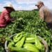 México, Canadá y Estados Unidos: El Bloque Comercial Agroalimentario Más Integrado del Mundo