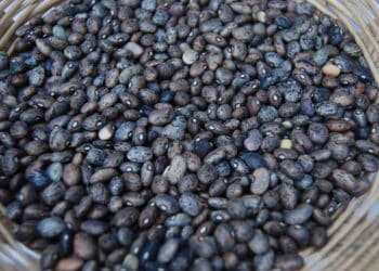 Gobierno de México crea Productora de Semillas para el Bienestar (Prosebien) para fortalecer la soberanía alimentaria