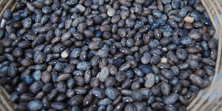 Gobierno de México crea Productora de Semillas para el Bienestar (Prosebien) para fortalecer la soberanía alimentaria