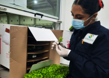 Menos trámites, más eficiencia: AGRICULTURA optimiza certificaciones sanitarias para importación