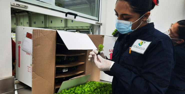 Menos trámites, más eficiencia: AGRICULTURA optimiza certificaciones sanitarias para importación