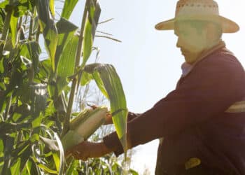 El sector primario registra su mayor repunte en 14 años durante el primer trimestre de 2025: AGRICULTURA