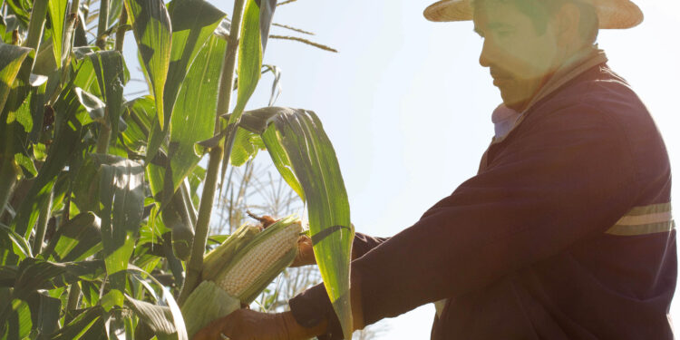 El sector primario registra su mayor repunte en 14 años durante el primer trimestre de 2025: AGRICULTURA