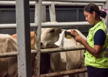 AGRICULTURA intensifica medidas para el control y erradicación del gusano barrenador del ganado en territorio nacional