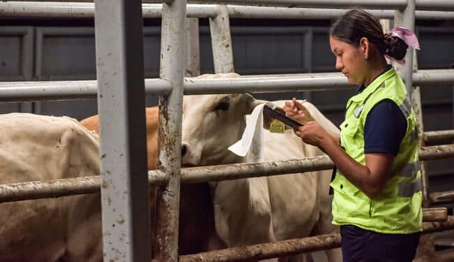 AGRICULTURA intensifica medidas para el control y erradicación del gusano barrenador del ganado en territorio nacional