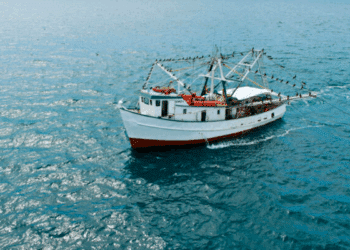 México mantiene certificación de EUA para exportar camarón por uso adecuado de Dispositivos Excluidores de Tortugas