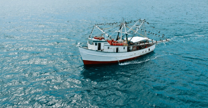 México mantiene certificación de EUA para exportar camarón por uso adecuado de Dispositivos Excluidores de Tortugas