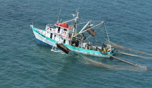 Conapesca refuerza las labores de inspección y vigilancia para garantizar el cumplimiento de las vedas y proteger los procesos reproductivos