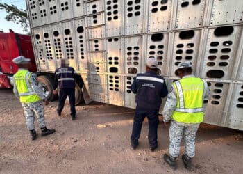 Gobierno de México refuerza vigilancia contra movilización irregular de ganado y detiene cargamento en el sur de Chiapas