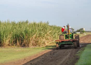 Actividades primarias lideran el crecimiento económico en mayo 2025: AGRICULTURA