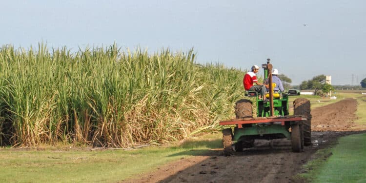 Actividades primarias lideran el crecimiento económico en mayo 2025: AGRICULTURA