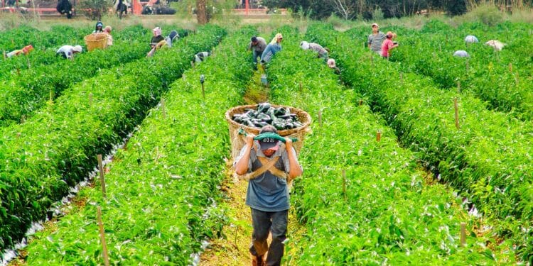 Sector primario registra aumento de más de 200 mil empleos en mayo de 2025: AGRICULTURA