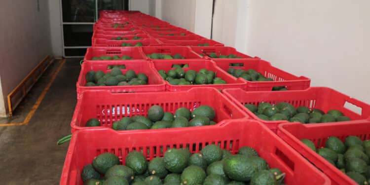 Productoras y productores mexicanos podrán exportar aguacate Hass al mercado brasileño: AGRICULTURA