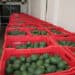 Productoras y productores mexicanos podrán exportar aguacate Hass al mercado brasileño: AGRICULTURA
