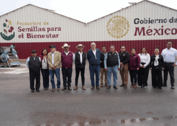 Impulsa AGRICULTURA producción de frijol con semilla mejorada en Zacatecas, Durango y Nayarit