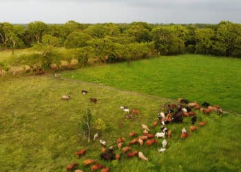 AGRICULTURA y CCAC convocan a presentar proyectos para mitigar las emisiones de metano del sector ganadero