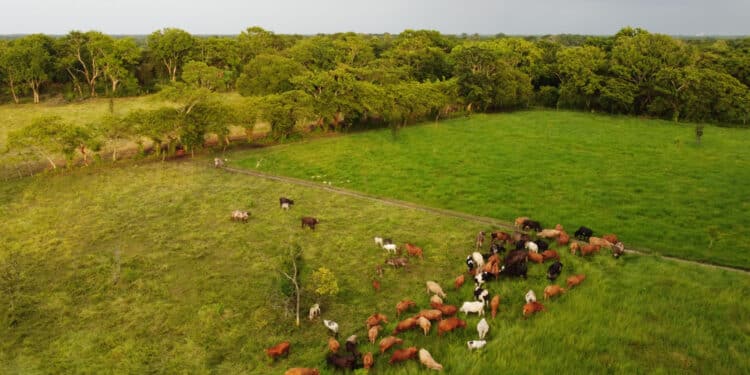 AGRICULTURA y CCAC convocan a presentar proyectos para mitigar las emisiones de metano del sector ganadero