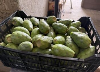 Exportan productoras y productores poblanos nopal verdura y tuna verde y roja a McAllen, Texas