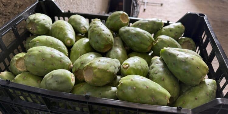 Exportan productoras y productores poblanos nopal verdura y tuna verde y roja a McAllen, Texas