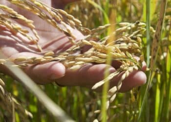 AGRICULTURA lanza convocatoria para fortalecer el cultivo de arroz en Campeche con semilla certificada y paquete de insumos