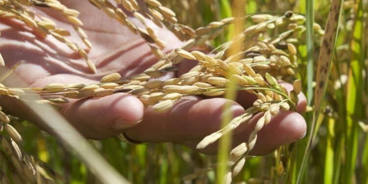 AGRICULTURA lanza convocatoria para fortalecer el cultivo de arroz en Campeche con semilla certificada y paquete de insumos