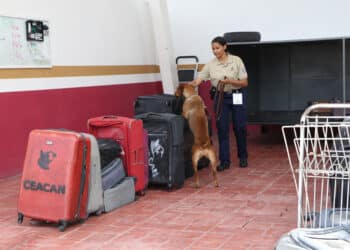 AGRICULTURA gradúa a 14 nuevos binomios caninos para prevenir plagas y enfermedades agropecuarias en México y Centroamérica