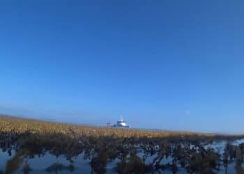 Documenta IMIPAS presencia de sargazo con cerca de mil fotografías georreferenciadas en el Caribe mexicano