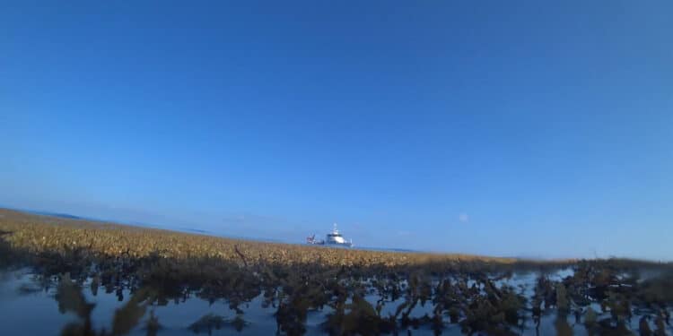 Documenta IMIPAS presencia de sargazo con cerca de mil fotografías georreferenciadas en el Caribe mexicano