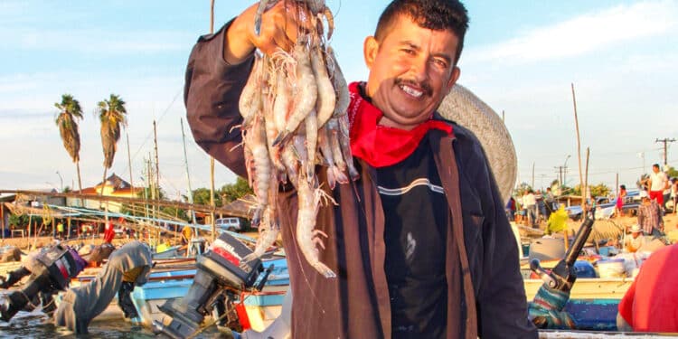 Amplia Conapesca veda de camarón en Campeche, Tabasco y Quintana Roo