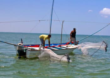 Amplía Conapesca veda de camarón en Campeche, Tabasco y Quintana Roo