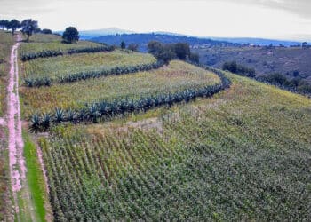 FAO reconoce al Sistema Agrícola Metepantle de Tlaxcala como Patrimonio Agrícola Mundial