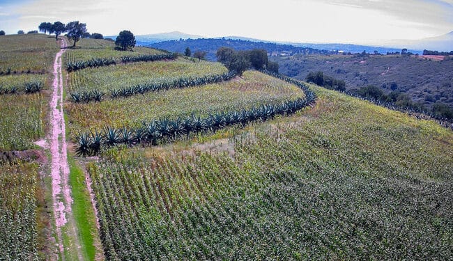 FAO reconoce al Sistema Agrícola Metepantle de Tlaxcala como Patrimonio Agrícola Mundial