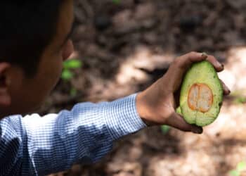 México reafirma, en 10 estados, zonas libres de plagas del aguacate: AGRICULTURA