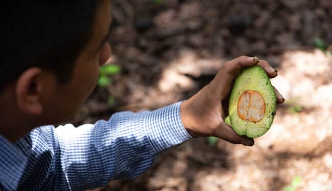 México reafirma, en 10 estados, zonas libres de plagas del aguacate: AGRICULTURA