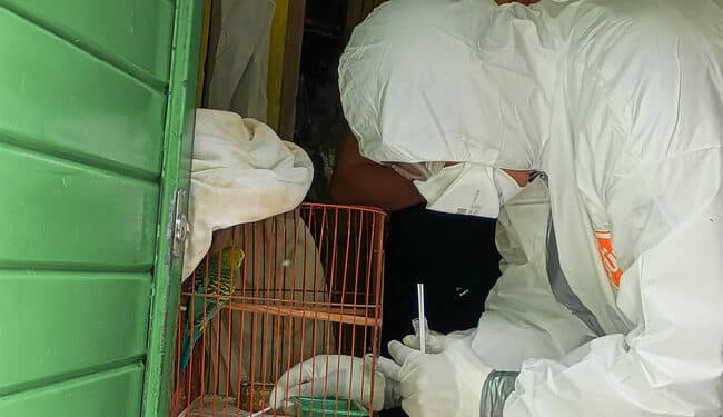 AGRICULTURA refuerza vigilancia sanitaria y medidas de bioseguridad para mantener a México libre de influenza aviar AH5N1