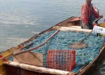 Conapesca fija talla mínima de 110 mm para medusa bola de cañón azul en Sonora