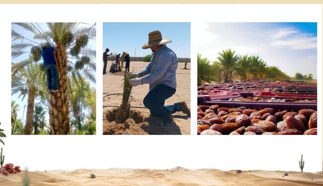 México y Emiratos Árabes impulsan al dátil con Festival Internacional de la Palma Datilera