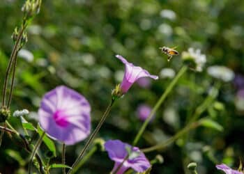 Lanza AGRICULTURA Concurso Nacional de Dibujo Infantil “Las abejas y su entorno”, para escuelas primarias