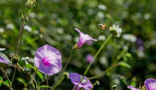 Lanza AGRICULTURA Concurso Nacional de Dibujo Infantil “Las abejas y su entorno”, para escuelas primarias