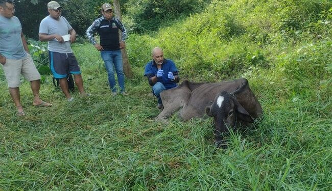 Detecta oportunamente Senasica caso de gusano barrenador en Guerrero