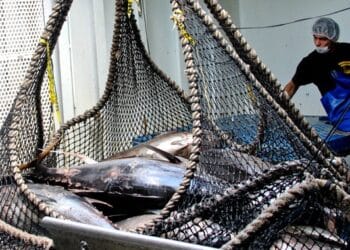 En noviembre inician siete periodos de aprovechamiento y dos de veda: Conapesca