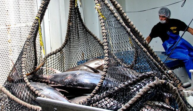 En noviembre inician siete periodos de aprovechamiento y dos de veda: Conapesca