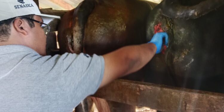 Implementan AGRICULTURA y sector ganadero medidas para reforzar la sanidad frente al gusano barrenador