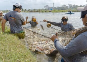 Conapesca impulsa la acuacultura de pequeña escala y beneficia a más de 12 mil familias en 2025